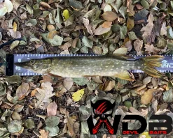 Wild Devil Baits Rollup Measure Scale Fish Ruler Fisch Maßband Measuring Mat zum Fisch Messen Angelzubehör